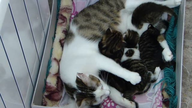 Котята начинают кормиться маминым молоком. смотреть онлайн