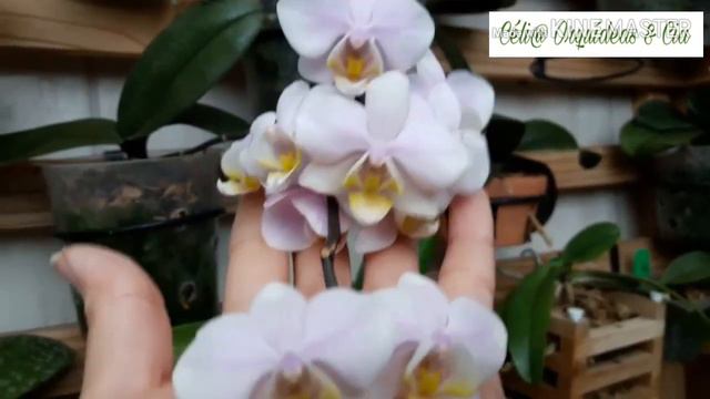 Phalaenopsis Veitchiana