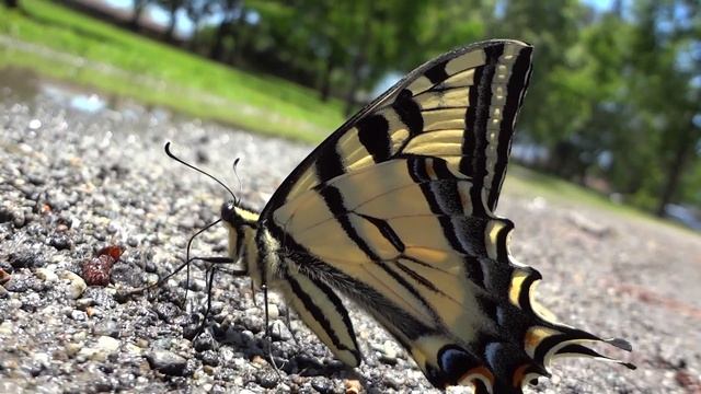 Very Close to a Beautiful Butterfly смотреть онлайн