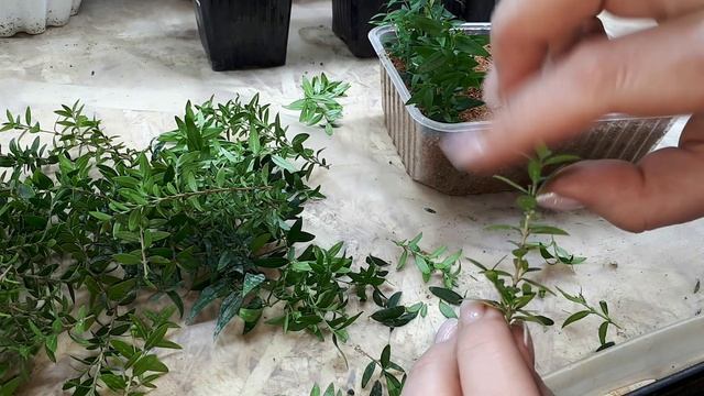 МИРТ. Размножение черенками. Особенности. смотреть онлайн