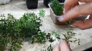 МИРТ. Размножение черенками. Особенности.