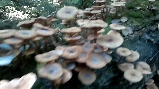 Опята...Мы опоздали на неделю смотреть онлайн