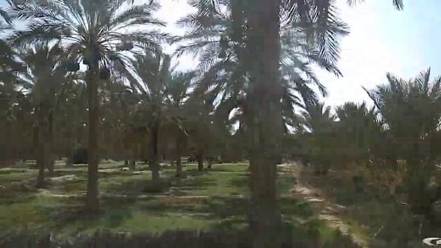 Финиковые пальмы.Тунис. смотреть онлайн
