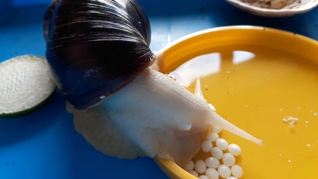 Размножение улиток ахатин | Улитка рожает в воде смотреть онлайн