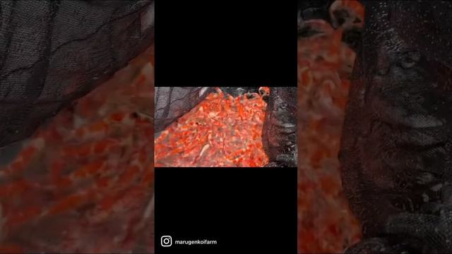 Picking up High Quality Momotaro Kohaku Tosais @ Momotaro Koi Farm смотреть онлайн