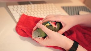 ПОДГУЗНИКИ ДЛЯ ПОПУГАЕВ | КАК ПРИУЧИТЬ ПОПУГАЕВ ХОДИТЬ В ТУАЛЕТ В ОДНО И ТОЖЕ МЕСТО