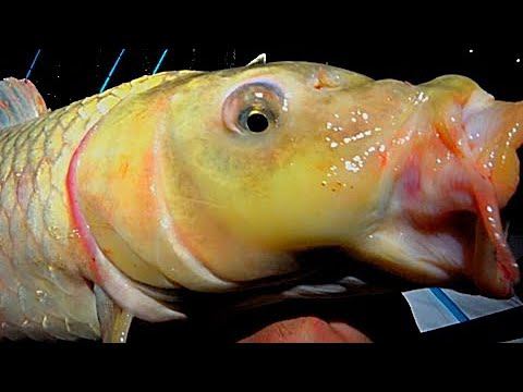 ЖОР РЕЧНЫХ ВЕЛИКАНОВ НА ЗАКИДУШКИ!!! РЫБАЛКА МЕЧТА!!! ФИЛЬМ О РЫБАЛКЕ смотреть онлайн