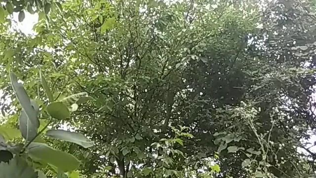 Медитация - Новое Рождение в Свете смотреть онлайн