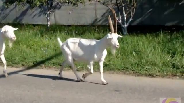 Коза Маруся ходит строевым шагом смотреть онлайн