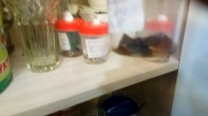 Мицелий шампиньонов своими руками, рабочая схема