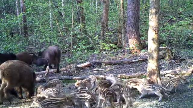 Полосатый детский садик смотреть онлайн