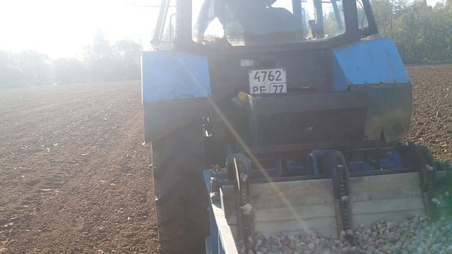 Посадка озимого чеснока осенью. Сорт Любаша. 07.10.2021 г. смотреть онлайн