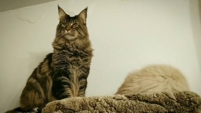 Кошкин дом смотреть онлайн