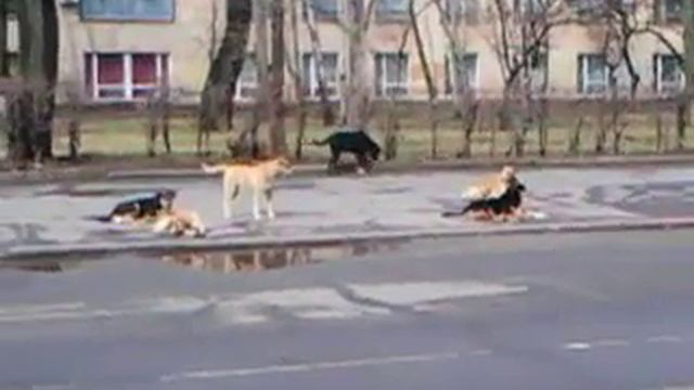 Кривой Рог. Свора бродячих собак, 22 марта 2017 смотреть онлайн