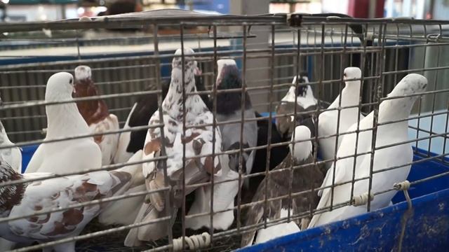 ЯРМАРКА ГОЛУБЕЙ В МОСКВЕ. 17.07.21#ярмарка#голуби#рынок#голубеводство смотреть онлайн