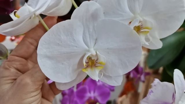 Январь время орхидейных водопадов! Фаленопсис Интрига, Хатуюки, Квин Кисс, Дарвин и не только. смотреть онлайн