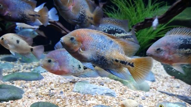 Top 10 Tank Mates for Jack Dempsey Cichlids смотреть онлайн