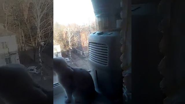 Кошка смотрит в окно смотреть онлайн