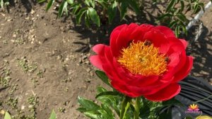 Ранний коралловый пион CORAL MAGIC / Сад Ворошиловой