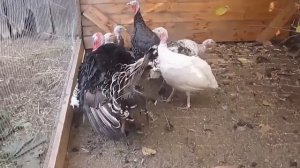 Индюки/ Индюшки/ Разведение/ Содержание/ Птицеводство