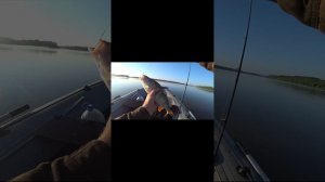 ОНИ ЖРУТ ЗДОРОВЫЕ ПРИМАНКИ ЦЕЛИКОМ, СУПЕР АТРАКТАНТ#shorts