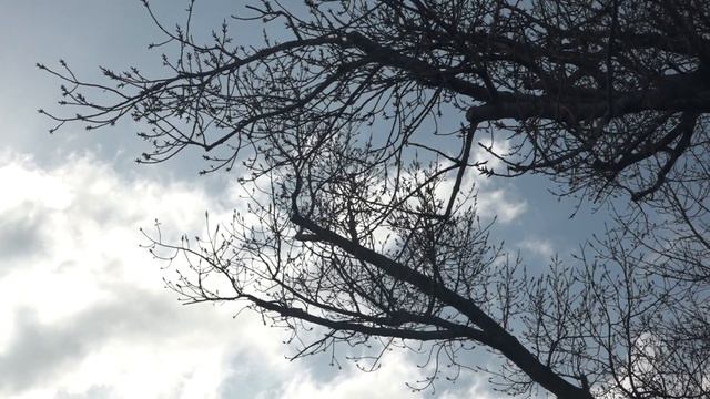 Буддисты молятся о мире смотреть онлайн