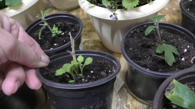 Обзор укорененных черенков. Уход после посадки в горшочки смотреть онлайн