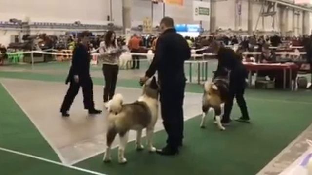 04.12.16 CACIB Киев Ам.Акита Кобели сравнение на R.CACIB смотреть онлайн