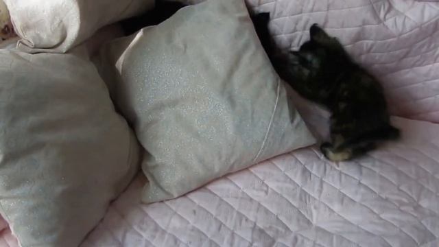 Черный солид и черная дымная черепаха. смотреть онлайн