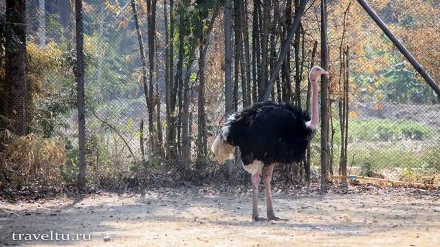 Сафари парк в Канчанабури. Safari Park Open Zoo
