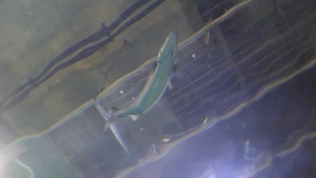 Акулы убийцы в аквапарке Барселоны :) смотреть онлайн