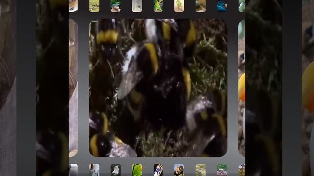 Дикая Природа в 360 Градусов