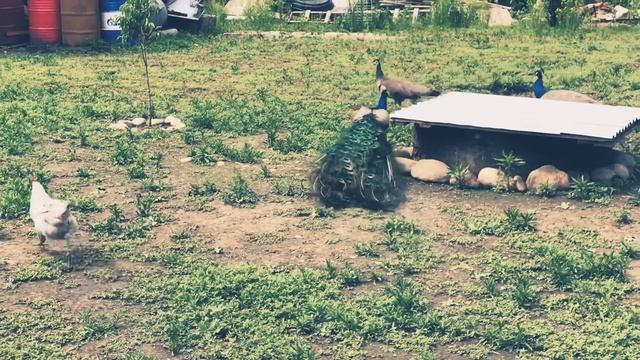 Куры, павлины) смотреть онлайн