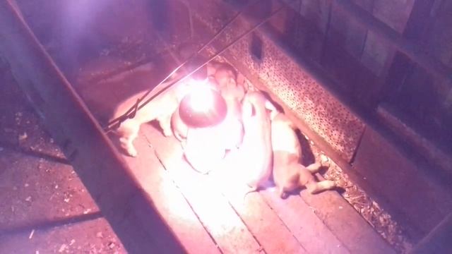 Привезли уголь в 5 утра. Мысли в слух о беженцах и что они у нас творят. смотреть онлайн