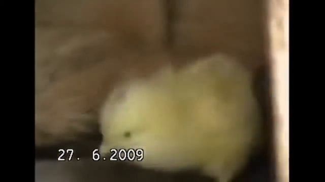 Материнский инстинкт Очень трогательно Maternal Instinct смотреть онлайн