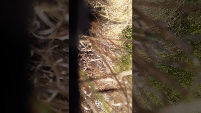 Ставлю капканы на зайца смотреть онлайн