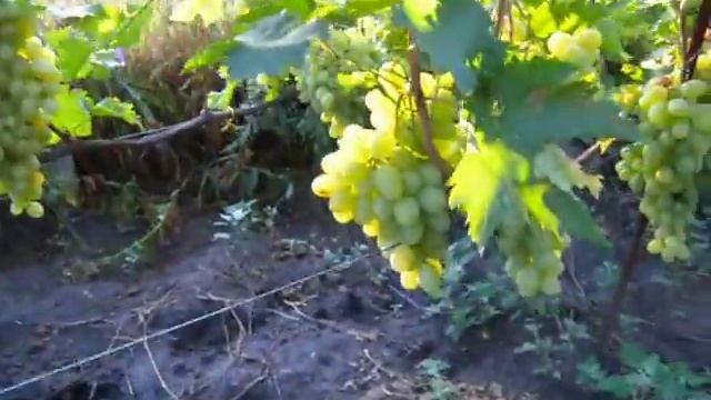 Виноград, сорт Новый подарок Запорожью смотреть онлайн