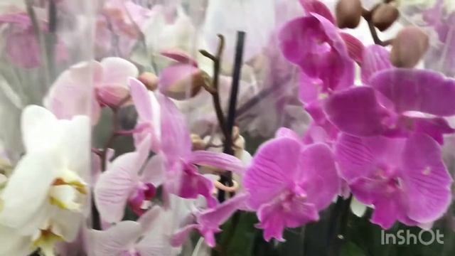 Обзор магазина OBI 8 марта 2022г????!!! #ВиленаЦветкова смотреть онлайн