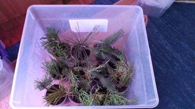 Эксперимент. Укореняю черенки хвои/ Туя/Пихта/Ель/Сосна и др. смотреть онлайн