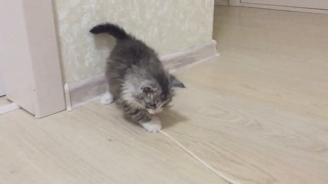 Игры котёнка. Жизнерадостный котёнок играет с веревкой. Мощные и резкие удары! смотреть онлайн