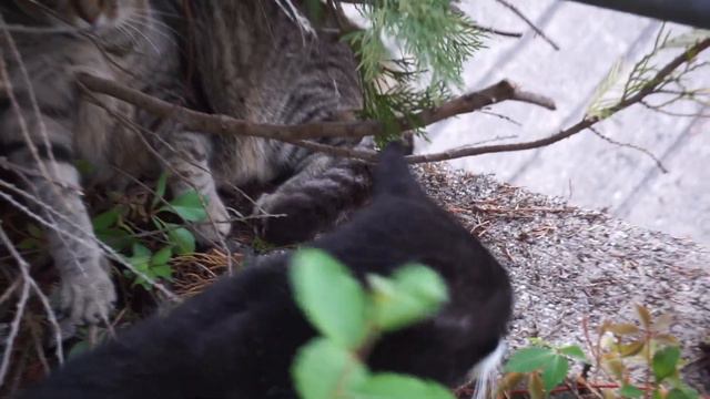 Конфликт между уличными котами смотреть онлайн