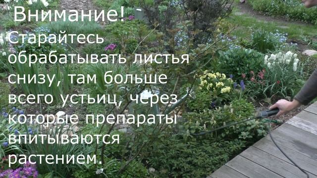 СУЛЬФАТ МАГНИЯ. Подкормка роз весной (мастер класс) смотреть онлайн
