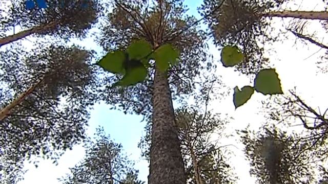 Дети деревья садят смотреть онлайн