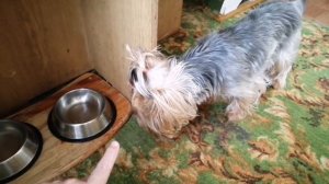 Как научить собаку команде "Чужой"?