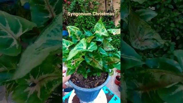 Syngonium Christmas #aroid #houseplants #syngonium #arrowhead vine смотреть онлайн