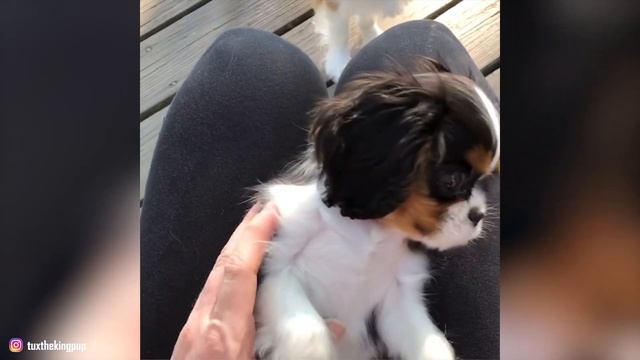 Cavalier King Charles Spaniel - Top 10 Facts