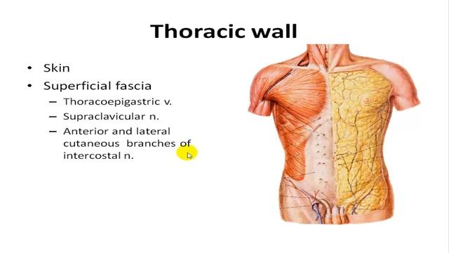 Thorax Anatomy- Muscles, Nerve, Vessels смотреть онлайн