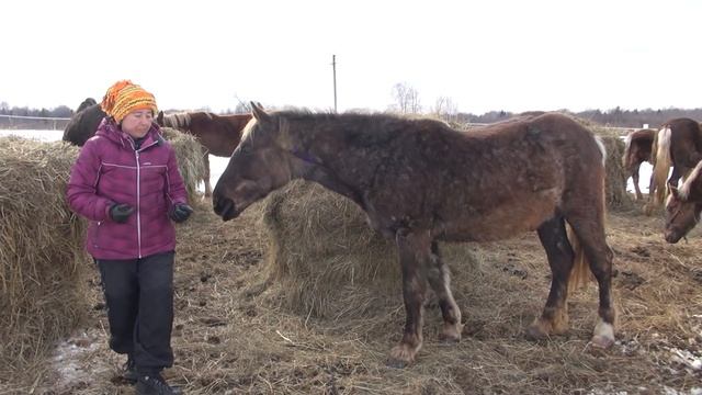 Лошадь для деревни. смотреть онлайн