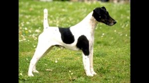 Фокстерьер гладкошерстный Описание породы