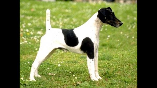 Фокстерьер гладкошерстный Описание породы